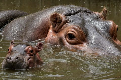 Flusspferd mit Jungtier