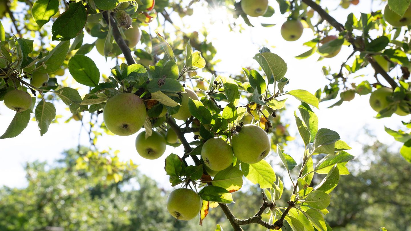Knapp 3.000 Tonnen mehr konnten Apfelbauern in diesem Jahr in Rheinland-Pfalz ernten (Symbolbild). Foto: Sebastian Kahnert/dpa
