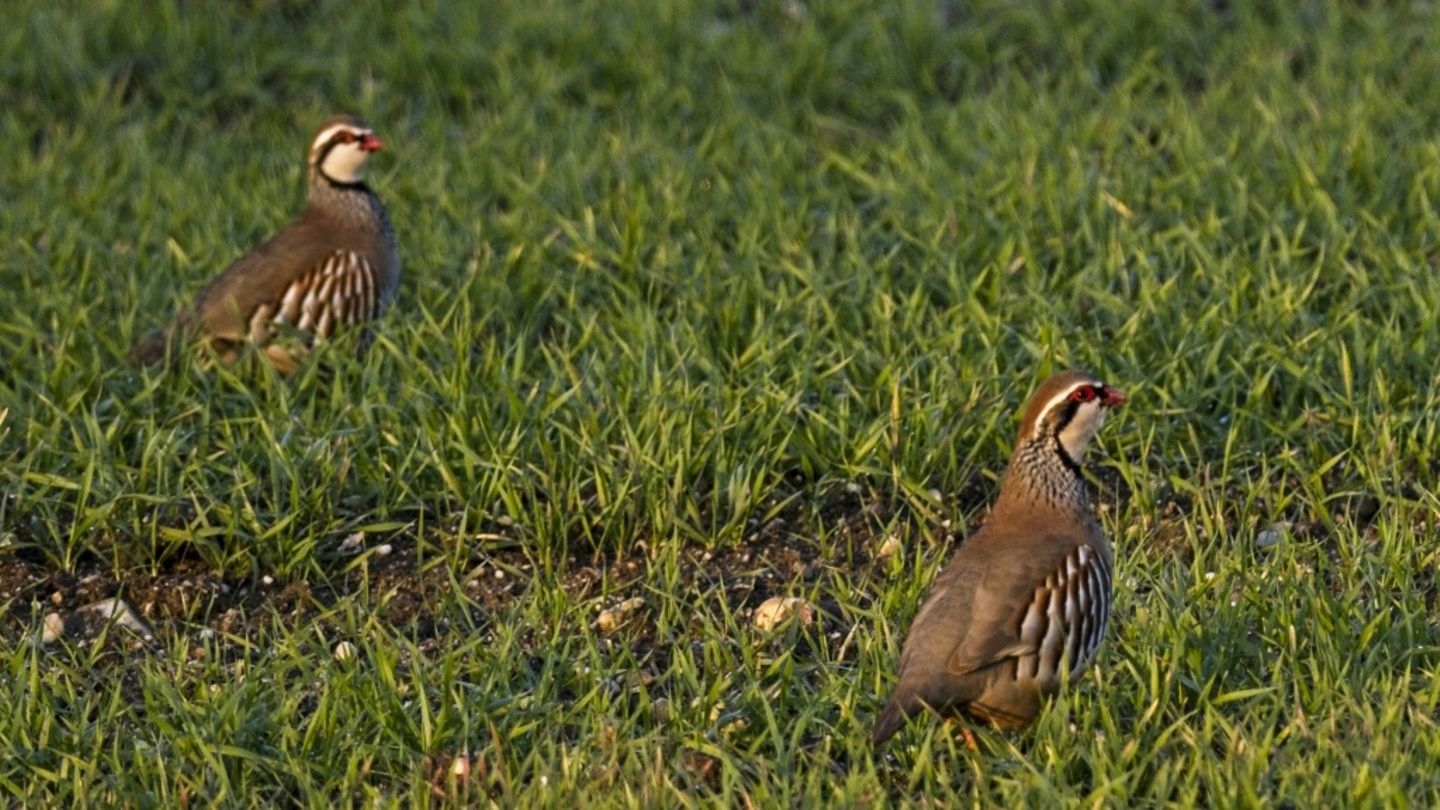 Rebhühner auf Wiese in Frankreich