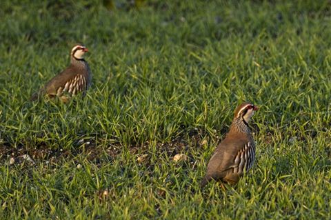 Rebhühner auf Wiese in Frankreich