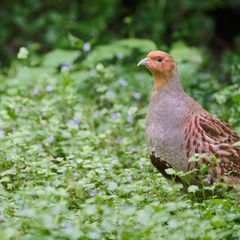 Das Rebhuhn (Perdix perdix) gewann die Abstimmung zum Vogel des Jahres 2026