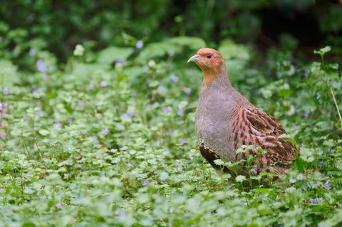 Das Rebhuhn (Perdix perdix) gewann die Abstimmung zum Vogel des Jahres 2025