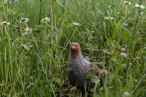 Das in seinem Bestand gefährdete Rebhuhn ist zum Vogel des Jahres gewählt worden. (Archivbild) Foto: Swen Pförtner/dpa