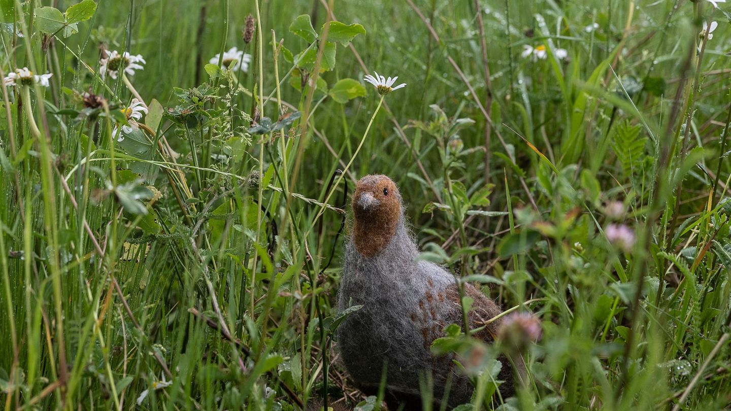 Das in seinem Bestand gefährdete Rebhuhn ist zum Vogel des Jahres gewählt worden. (Archivbild) Foto: Swen Pförtner/dpa