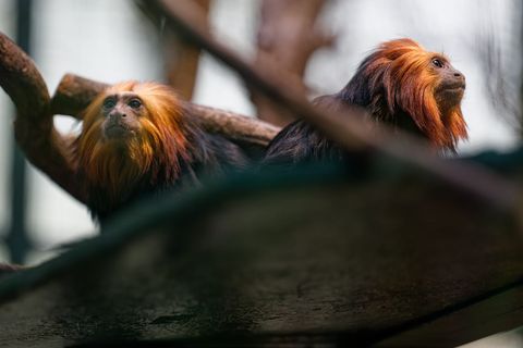 Die beiden Goldkopflöwenäffchen "Xanti" und "Yara" leben jetzt im Kölner Zoo. Foto: Henning Kaiser/dpa