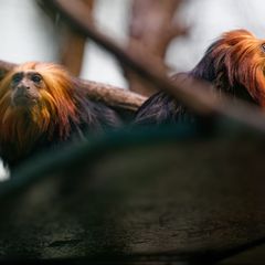Die beiden Goldkopflöwenäffchen "Xanti" und "Yara" leben jetzt im Kölner Zoo. Foto: Henning Kaiser/dpa