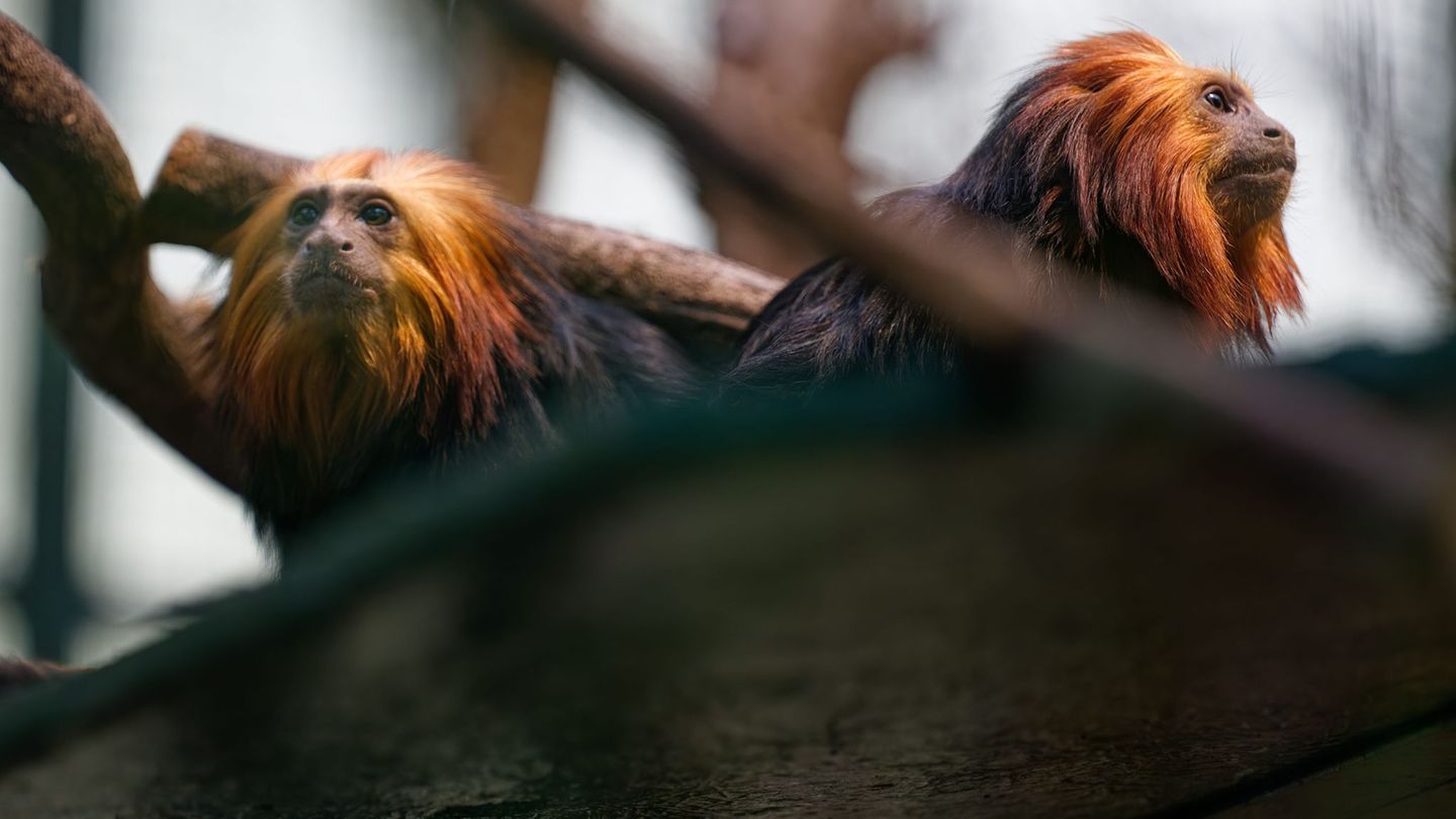 Die beiden Goldkopflöwenäffchen "Xanti" und "Yara" leben jetzt im Kölner Zoo. Foto: Henning Kaiser/dpa