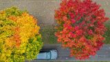 Lübben, Brandenburg. Herbstlich bunt gefärbt sind die Blätter von Ahornbäumen an einem Feldrand. Der goldene Oktober ist da. Wenn es etwas weniger regnen und etwas kühler wäre, wäre es perfekt