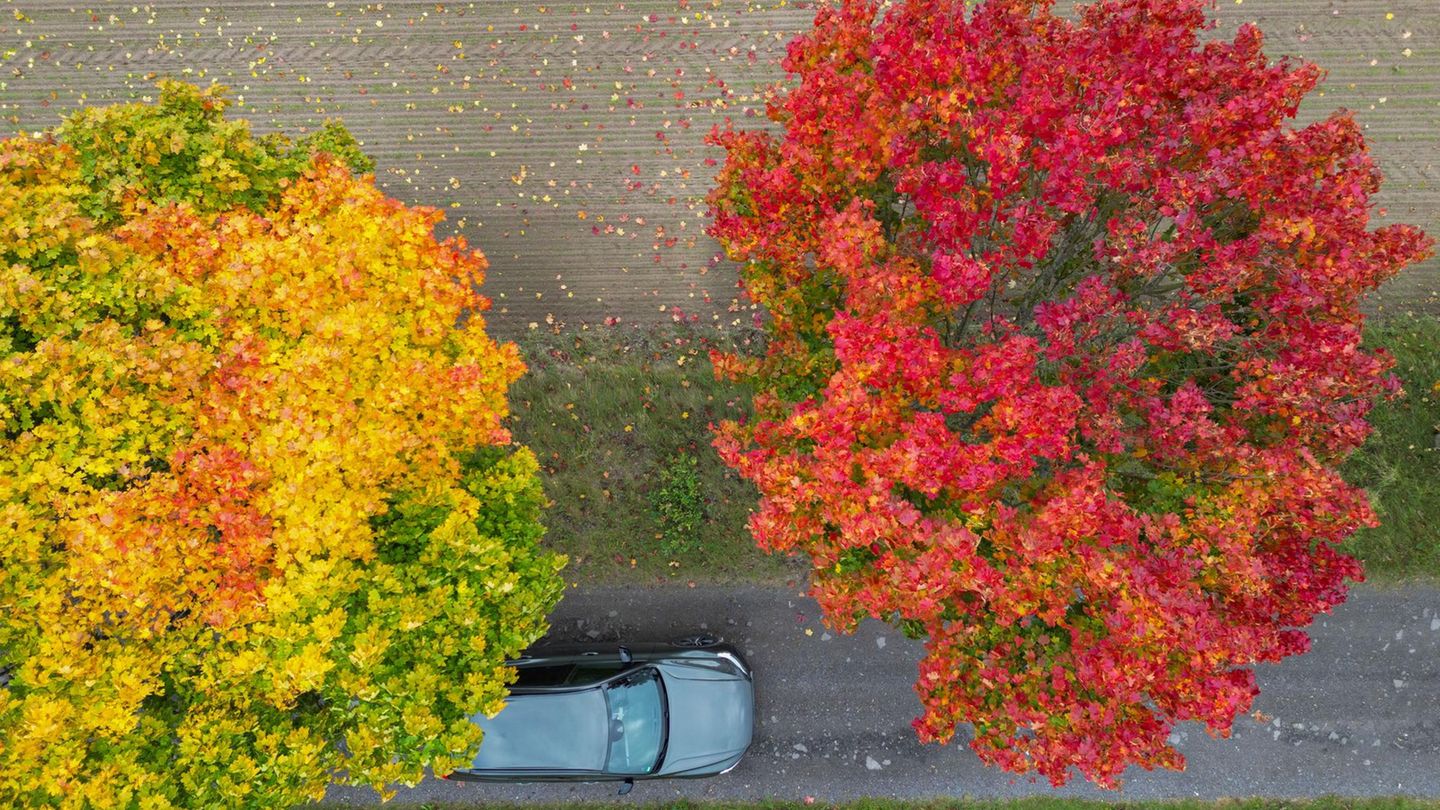 Lübben, Brandenburg. Herbstlich bunt gefärbt sind die Blätter von Ahornbäumen an einem Feldrand. Der goldene Oktober ist da. Wenn es etwas weniger regnen und etwas kühler wäre, wäre es perfekt