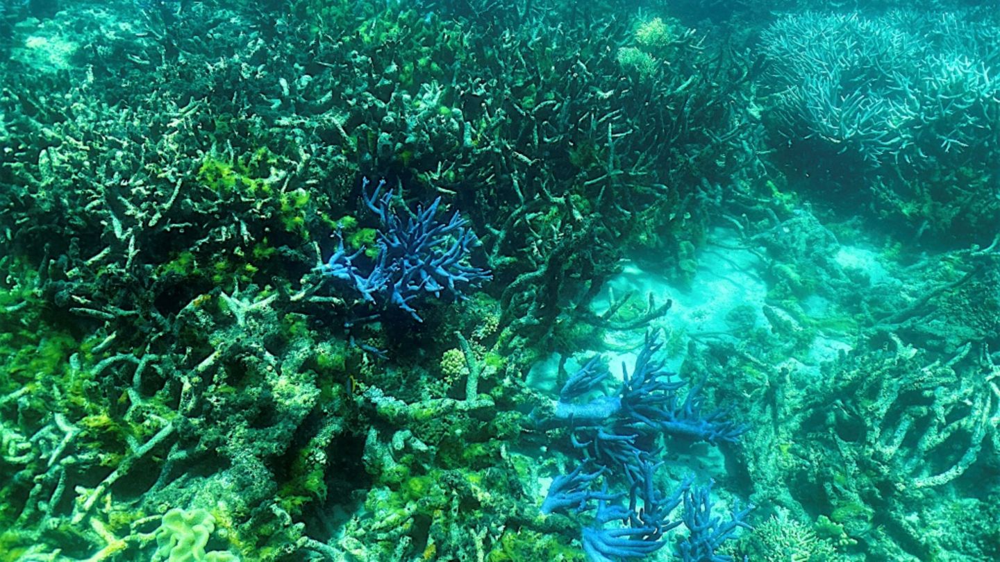 Korallen und Amphibien sind am stärksten bedroht