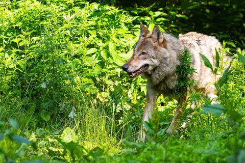 Der Wolf ist ein Dauerstreitthema in der niedersächsischen Landespolitik. (Symbolbild) Foto: Philipp Schulze/dpa