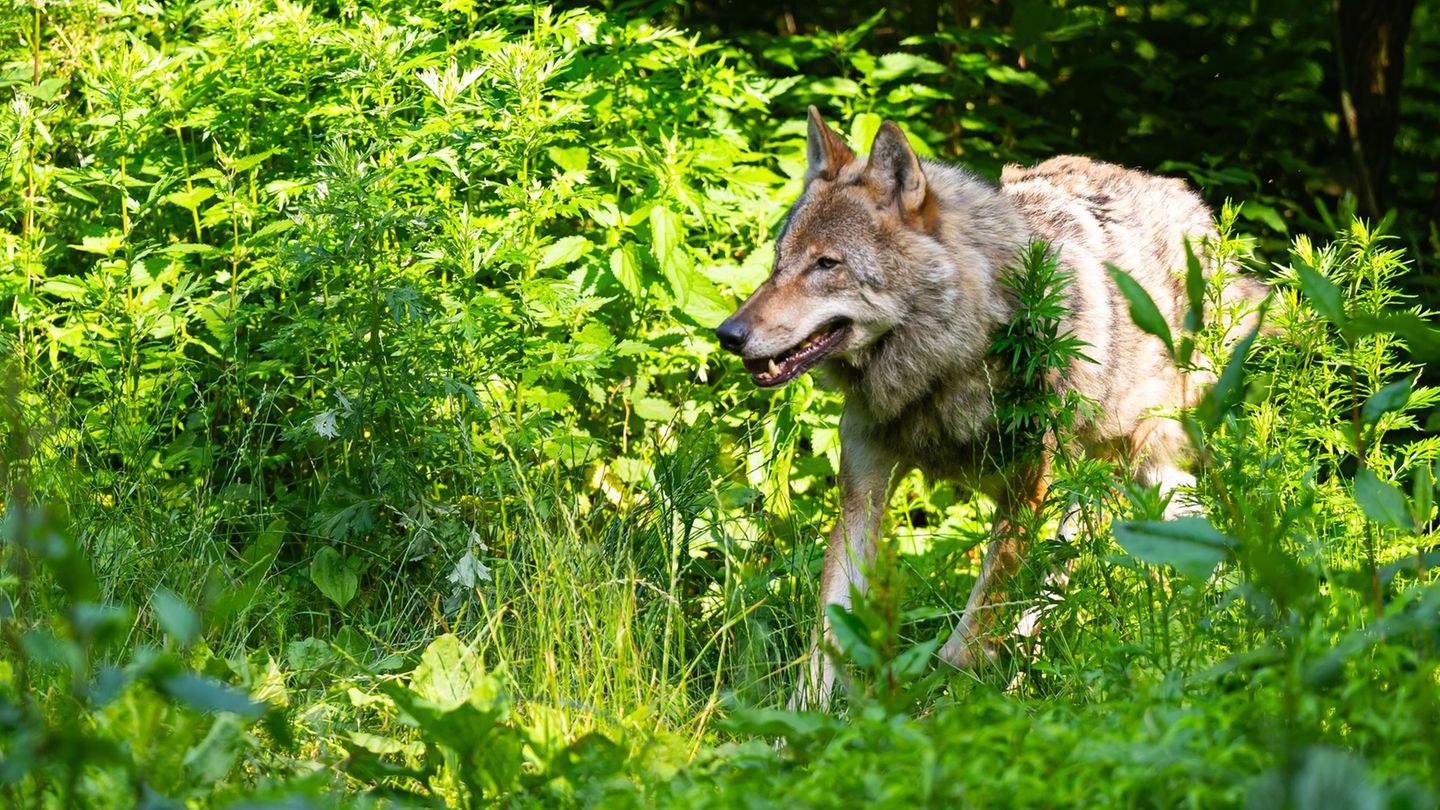 Der Wolf ist ein Dauerstreitthema in der niedersächsischen Landespolitik. (Symbolbild) Foto: Philipp Schulze/dpa