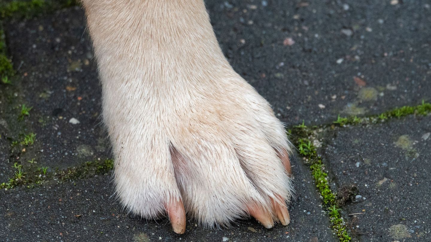 Assistenzhunde haben spezielle Ausweispapiere und Abzeichen. (Symbolbild) Foto: Demy Becker/dpa