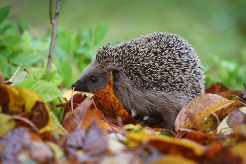 Je naturnaher ein Garten, desto mehr freut sich der Igel. (Archivbild) Foto: Karl-Josef Hildenbrand/dpa