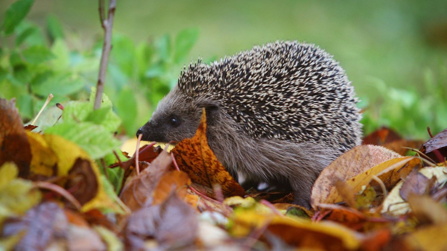 Je naturnaher ein Garten, desto mehr freut sich der Igel. (Archivbild) Foto: Karl-Josef Hildenbrand/dpa