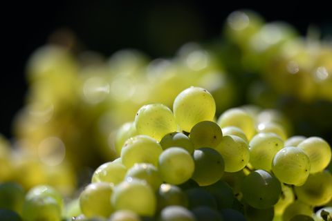 Die Weinlese steht kurz vor dem Abschluss. Die Winzer sind bislang zufrieden mit der Ernte. (Archivbild) Foto: Hendrik Schmidt/d