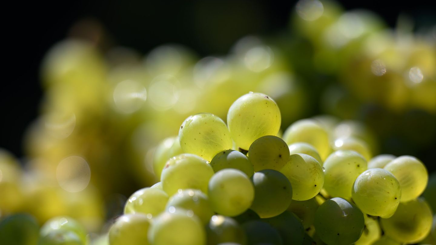 Die Weinlese steht kurz vor dem Abschluss. Die Winzer sind bislang zufrieden mit der Ernte. (Archivbild) Foto: Hendrik Schmidt/d