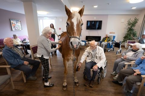 Geduldig lässt sich die Haflinger-Stute striegeln. Foto: Boris Roessler/dpa