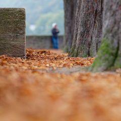 Herbstlaub liegt allenthalben auf den Wegen. Foto: Uwe Anspach/dpa