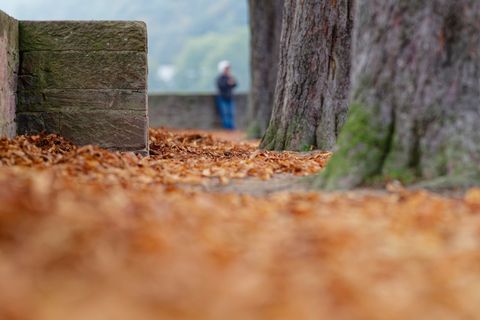 Herbstlaub liegt allenthalben auf den Wegen. Foto: Uwe Anspach/dpa