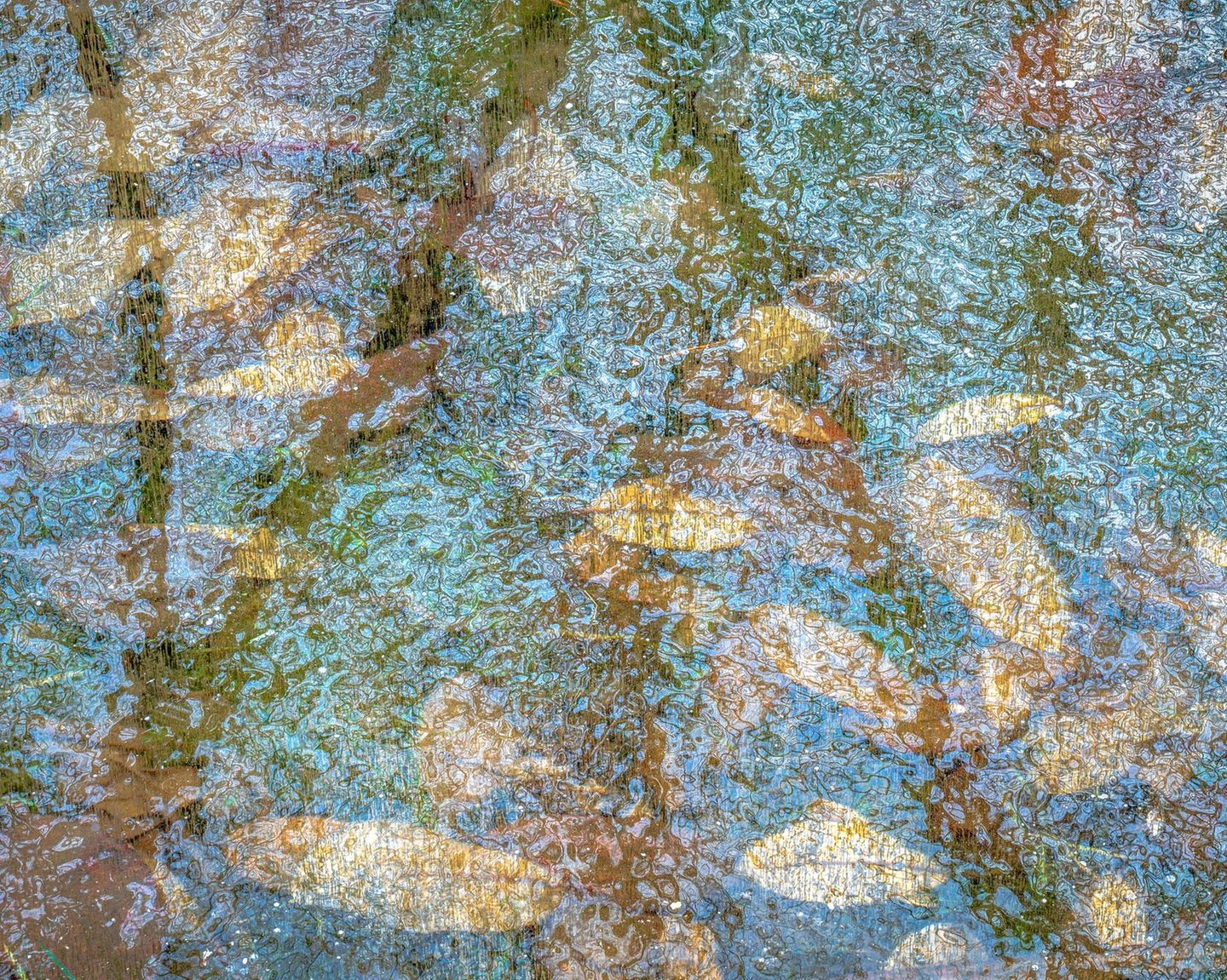 Fotowettbewerb: Mit Eis eingeschlossene Blätter aus der Luft