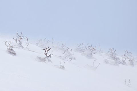 Fotowettbewerb: Eingeschneite Tiere in Sápmi