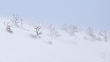 Fotowettbewerb: Eingeschneite Tiere in Sápmi