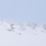 Fotowettbewerb: Eingeschneite Tiere in Sápmi