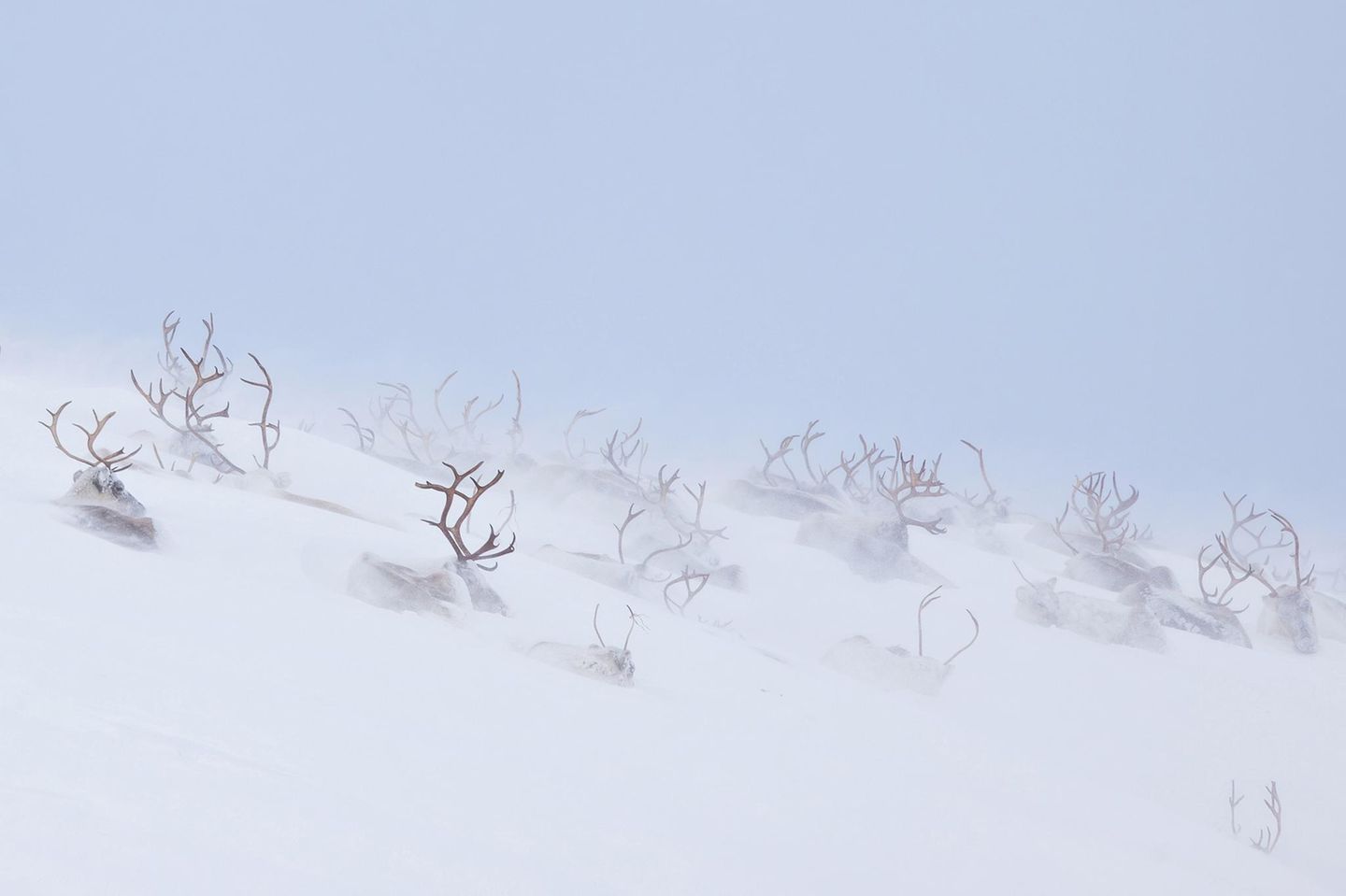 Fotowettbewerb: Eingeschneite Tiere in Sápmi