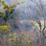 Fotowettbewerb: Grüne Mistelzweige, die in der Winterlandschaft auffallen