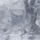 Fotowettbewerb: Eingeschneiter Baum nach Schneesturm in den japanischen Bergen