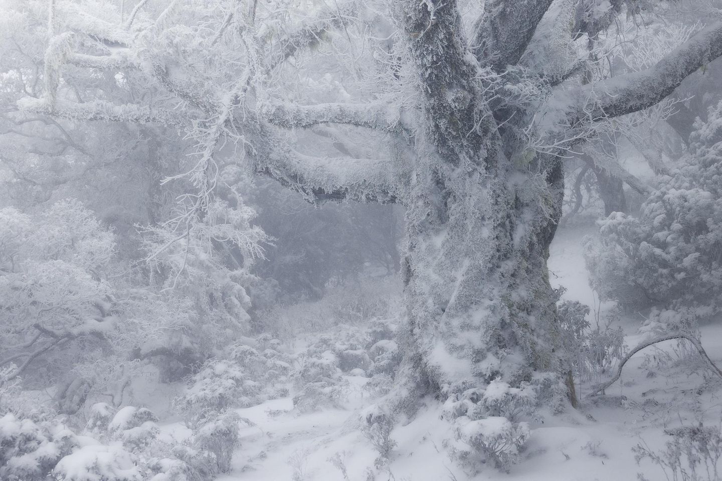 Fotowettbewerb: Eingeschneiter Baum nach Schneesturm in den japanischen Bergen