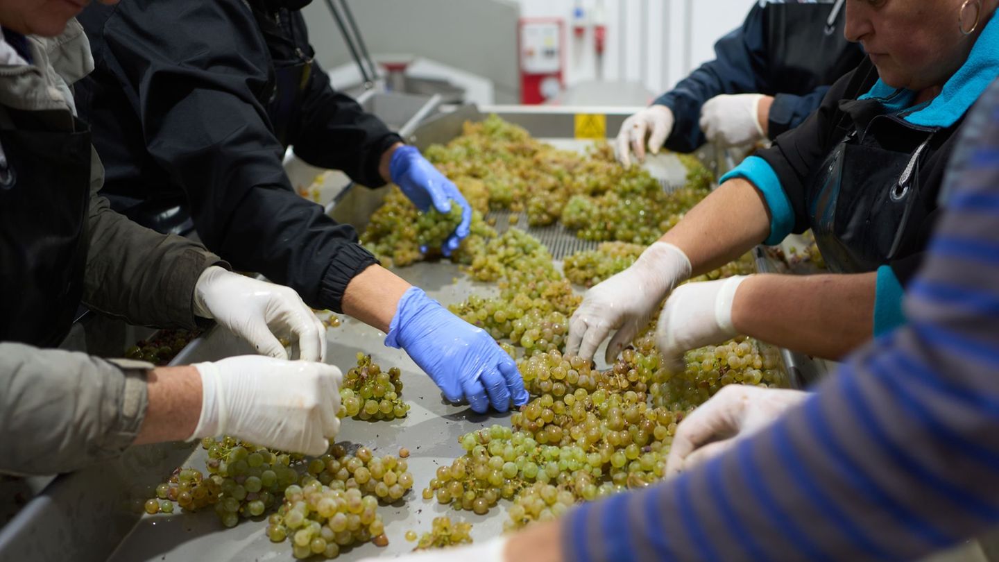 Mehr Wein als im schwachen Vorjahr. Foto: Thomas Frey/dpa