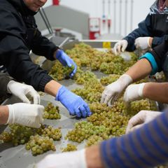 Mehr Wein als im schwachen Vorjahr. Foto: Thomas Frey/dpa