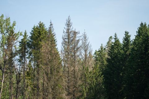 Dass es den Wäldern im Land immer schlechter geht, hat auch Auswirkungen auf die Klimaziele. (Archivbild) Foto: Silas Stein/dpa