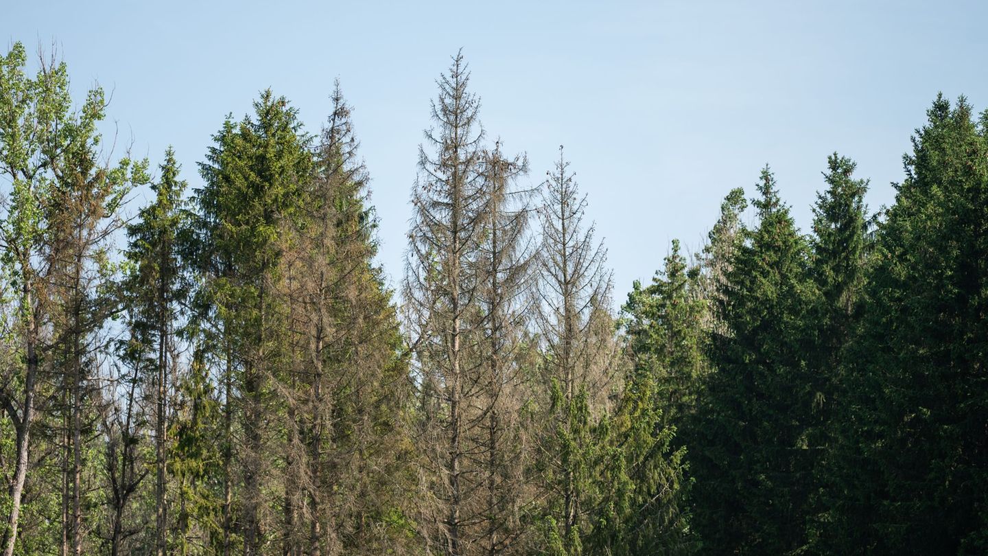 Dass es den Wäldern im Land immer schlechter geht, hat auch Auswirkungen auf die Klimaziele. (Archivbild) Foto: Silas Stein/dpa
