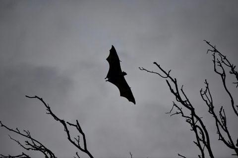 Fledermaus