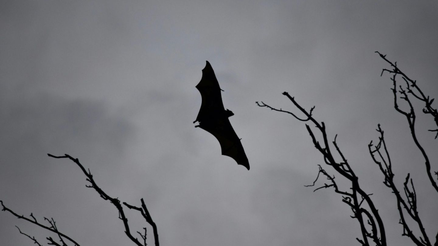 Fledermaus