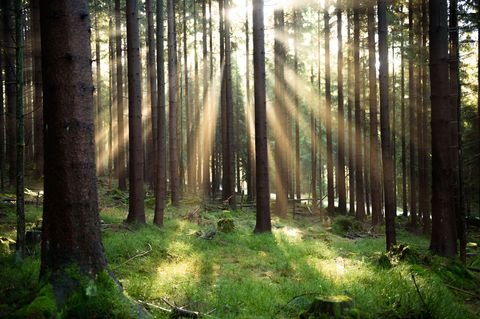 Was als Abkürzung durch den Wald begann, wurde zur stundenlangen Irrfahrt mit gefährlichem Ende. (Symbolbild) Foto: Nicolas Arme