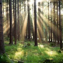 Was als Abkürzung durch den Wald begann, wurde zur stundenlangen Irrfahrt mit gefährlichem Ende. (Symbolbild) Foto: Nicolas Arme