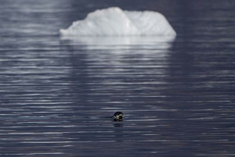 Eine Grönlandrobbe vor der Küste Grönlands