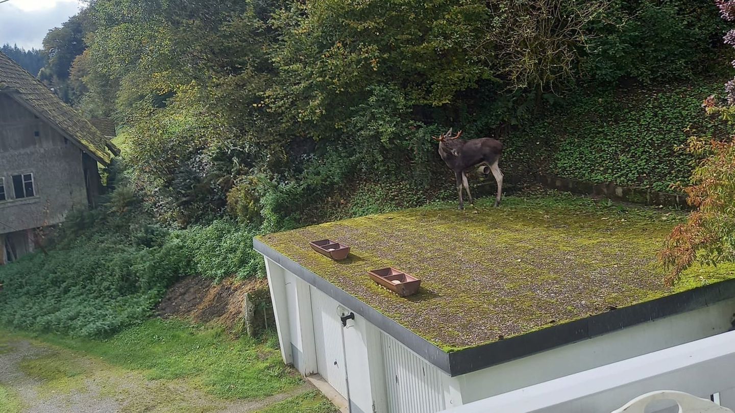 Der Elch steht auf dem Garagendach, ehe er im angrenzenden Wald verschwindet. Foto: Rosi Friske/dpa