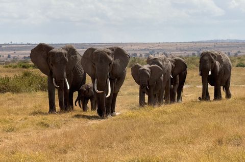 In der Nähe des Unfallorts befindet sich ein privater Wildpark, in dem zahlreiche Elefanten leben. (Symbolbild) Foto: Eva Krafcz