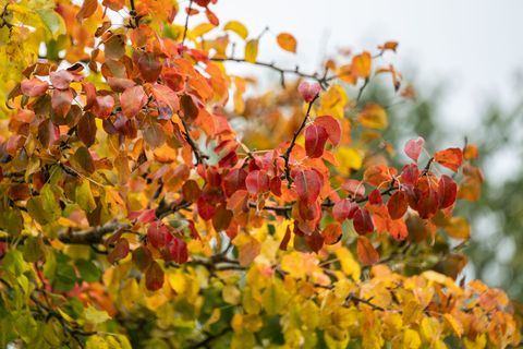 In Sachsen, Sachsen-Anhalt und Thüringen steht ruhiges Herbstwetter an, das sich kaum ändert. (Archivbild) Foto: Silas Stein/dpa