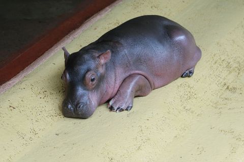 Das Flusspferd-Baby kam vor knapp zwei Wochen auf die Welt. Foto: Zoo Berlin/Tierpark Berlin/dpa
