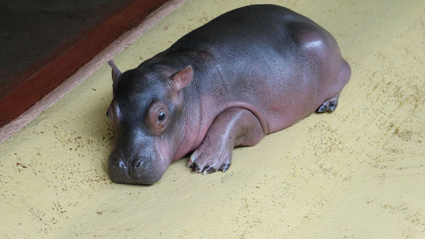 Das Flusspferd-Baby kam vor knapp zwei Wochen auf die Welt. Foto: Zoo Berlin/Tierpark Berlin/dpa