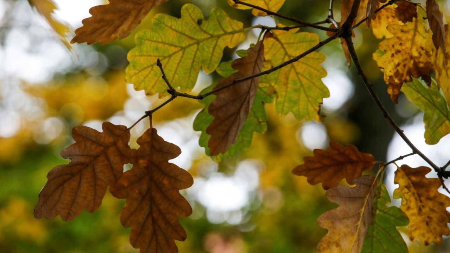 Herbstlaub
