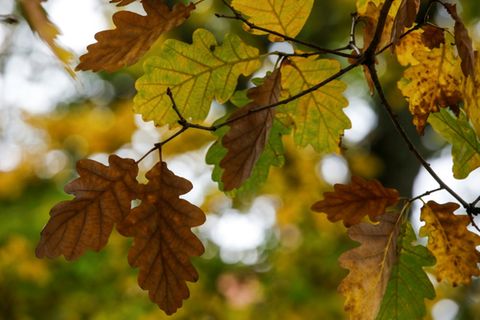 Herbstlaub