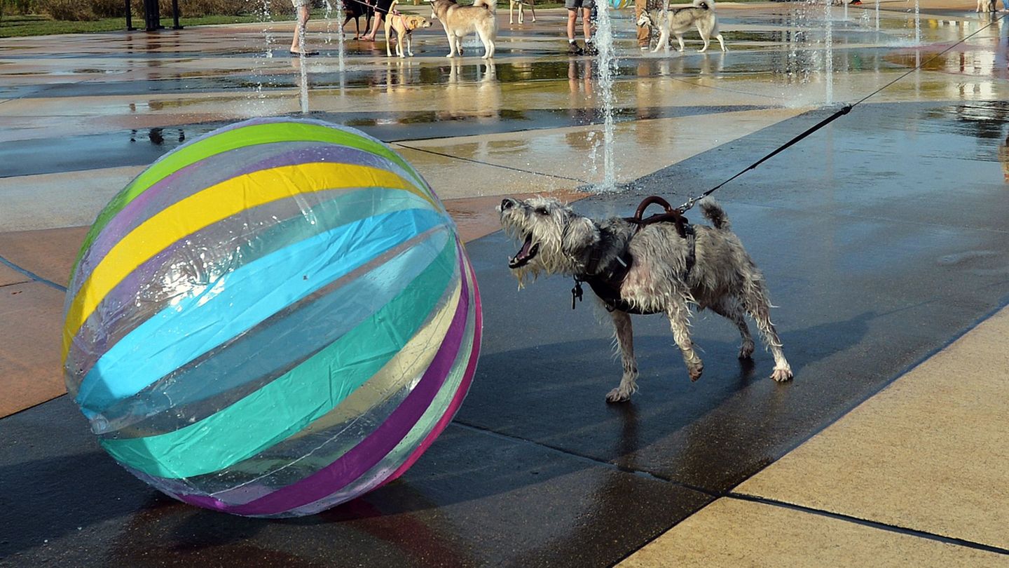 Ein Ball ist für etliche Hunde ein höchst verführerisches Objekt.