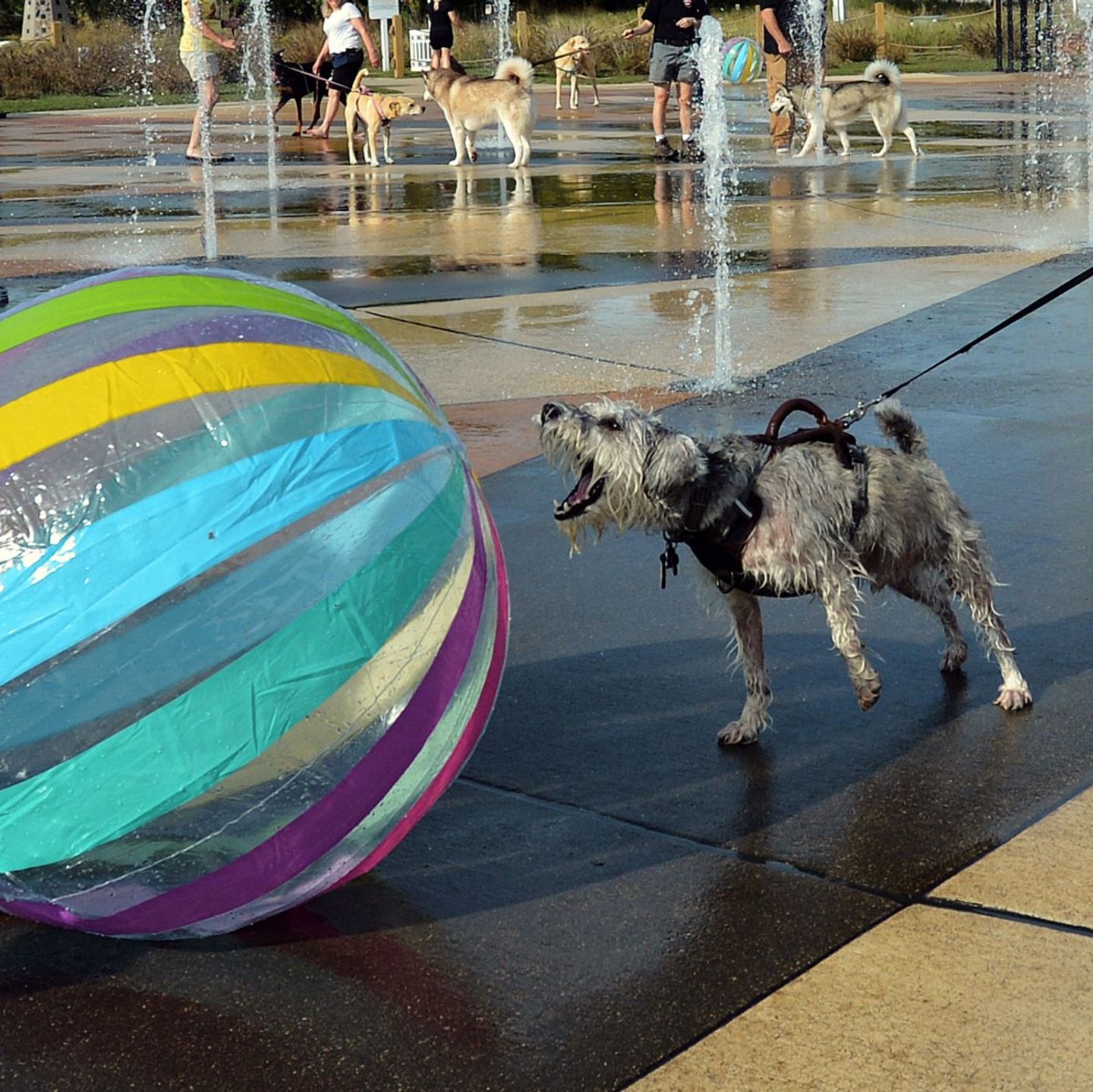 Ein Ball ist für etliche Hunde ein höchst verführerisches Objekt.